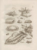 The Miraculous Transformation of Caterpillars and the Strange Food for Flowers Pl. 002 - Maria Sibylla Merian — artwork view