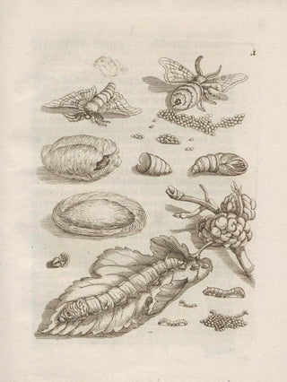 Maria Sibylla Merian - Der Raupen wunderbare Verwandelung und sonderbare BlumenNahrung Pl002.webp