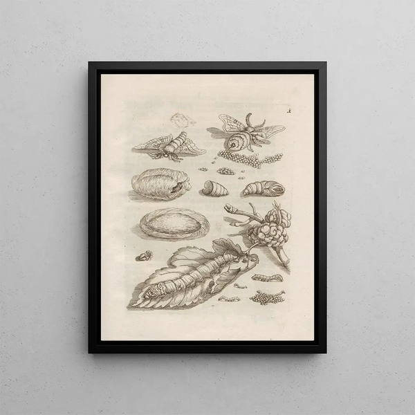 The Miraculous Transformation of Caterpillars and the Strange Food for Flowers Pl. 002 - Maria Sibylla Merian — framed artwork on a wall
