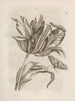 La transformation miraculeuse des chenilles et l'étrange nourriture pour fleurs Pl. 003 - Maria Sibylla Merian — artwork view