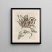La transformation miraculeuse des chenilles et l'étrange nourriture pour fleurs Pl. 003 - Maria Sibylla Merian — framed artwork on a wall