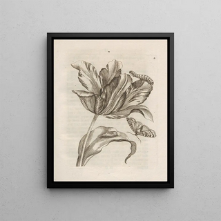 Maria Sibylla Merian - Der Raupen wunderbare Verwandelung und sonderbare BlumenNahrung Pl003.webp