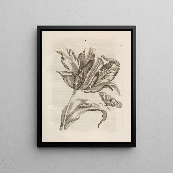 La transformation miraculeuse des chenilles et l'étrange nourriture pour fleurs Pl. 003 - Maria Sibylla Merian — framed artwork on a wall