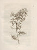 The Miraculous Transformation of Caterpillars and the Strange Food for Flowers Pl. 004 - Maria Sibylla Merian — artwork view