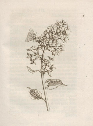 Maria Sibylla Merian - Der Raupen wunderbare Verwandelung und sonderbare BlumenNahrung Pl004.webp