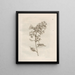 The Miraculous Transformation of Caterpillars and the Strange Food for Flowers Pl. 004 - Maria Sibylla Merian — framed artwork on a wall