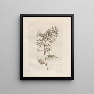 Maria Sibylla Merian - Der Raupen wunderbare Verwandelung und sonderbare BlumenNahrung Pl004.webp