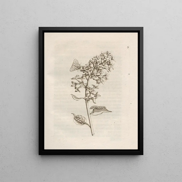 The Miraculous Transformation of Caterpillars and the Strange Food for Flowers Pl. 004 - Maria Sibylla Merian — framed artwork on a wall