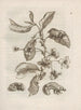 La transformation miraculeuse des chenilles et l'étrange nourriture pour fleurs Pl. 005 - Maria Sibylla Merian — artwork view