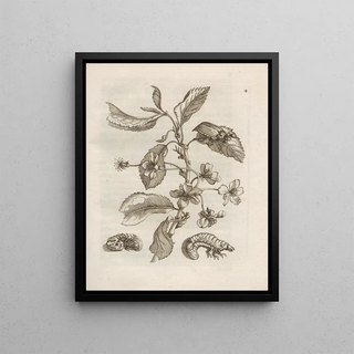Maria Sibylla Merian - Der Raupen wunderbare Verwandelung und sonderbare BlumenNahrung Pl005.webp