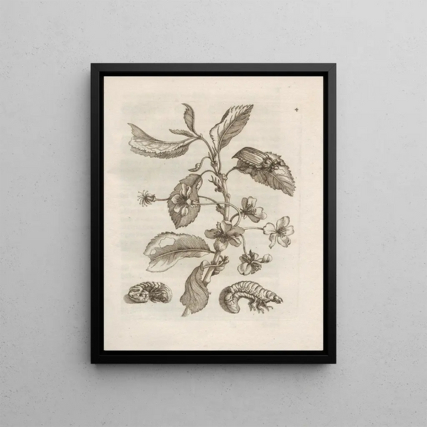 La transformation miraculeuse des chenilles et l'étrange nourriture pour fleurs Pl. 005 - Maria Sibylla Merian — framed artwork on a wall