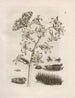 The Miraculous Transformation of Caterpillars and the Strange Food for Flowers Pl. 006 - Maria Sibylla Merian — artwork view