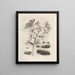 The Miraculous Transformation of Caterpillars and the Strange Food for Flowers Pl. 006 - Maria Sibylla Merian — framed artwork on a wall