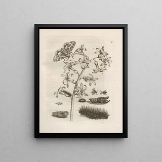 Maria Sibylla Merian - Der Raupen wunderbare Verwandelung und sonderbare BlumenNahrung Pl006.webp