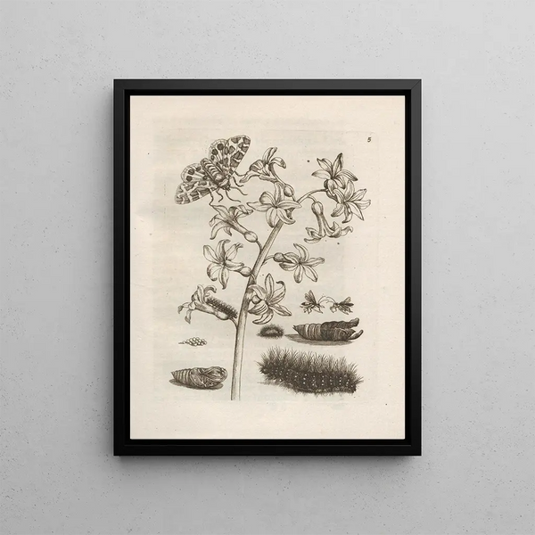 The Miraculous Transformation of Caterpillars and the Strange Food for Flowers Pl. 006 - Maria Sibylla Merian — framed artwork on a wall