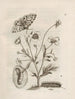 The Miraculous Transformation of Caterpillars and the Strange Food for Flowers Pl. 007 - Maria Sibylla Merian — artwork view