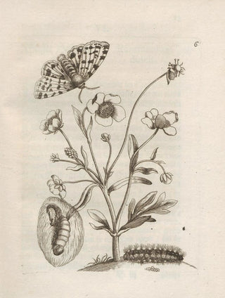 Maria Sibylla Merian - Der Raupen wunderbare Verwandelung und sonderbare BlumenNahrung Pl007.webp