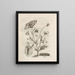 The Miraculous Transformation of Caterpillars and the Strange Food for Flowers Pl. 007 - Maria Sibylla Merian — framed artwork on a wall