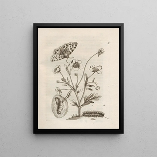 Maria Sibylla Merian - Der Raupen wunderbare Verwandelung und sonderbare BlumenNahrung Pl007.webp