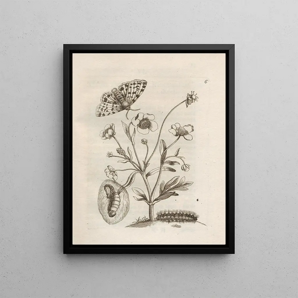The Miraculous Transformation of Caterpillars and the Strange Food for Flowers Pl. 007 - Maria Sibylla Merian — framed artwork on a wall