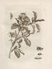 The Miraculous Transformation of Caterpillars and the Strange Food for Flowers Pl. 008 - Maria Sibylla Merian — artwork view