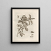 The Miraculous Transformation of Caterpillars and the Strange Food for Flowers Pl. 008 - Maria Sibylla Merian — framed artwork on a wall
