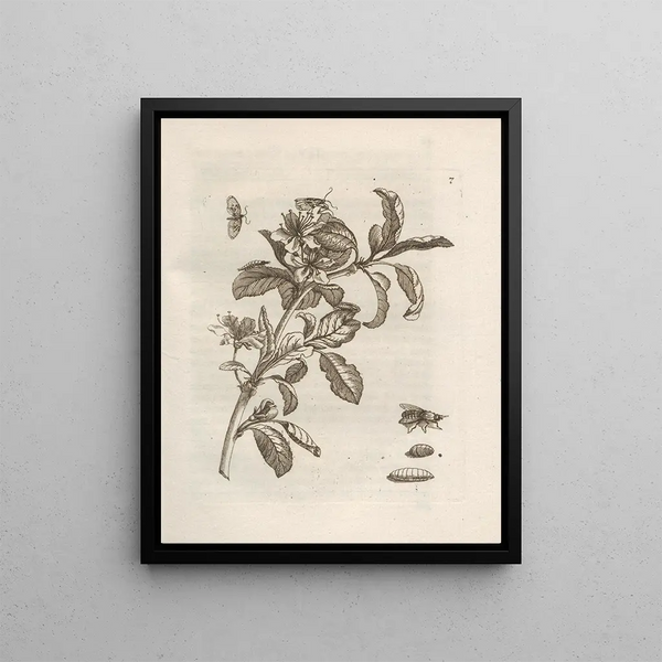 The Miraculous Transformation of Caterpillars and the Strange Food for Flowers Pl. 008 - Maria Sibylla Merian — framed artwork on a wall