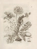 The Miraculous Transformation of Caterpillars and the Strange Food for Flowers Pl. 009 - Maria Sibylla Merian — artwork view