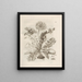 The Miraculous Transformation of Caterpillars and the Strange Food for Flowers Pl. 009 - Maria Sibylla Merian — framed artwork on a wall