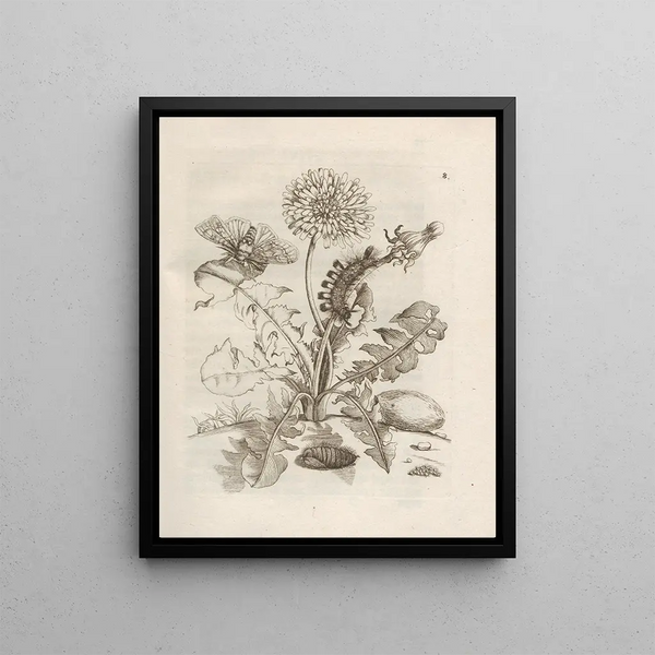 The Miraculous Transformation of Caterpillars and the Strange Food for Flowers Pl. 009 - Maria Sibylla Merian — framed artwork on a wall