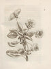 The Miraculous Transformation of Caterpillars and the Strange Food for Flowers Pl. 010 - Maria Sibylla Merian — artwork view