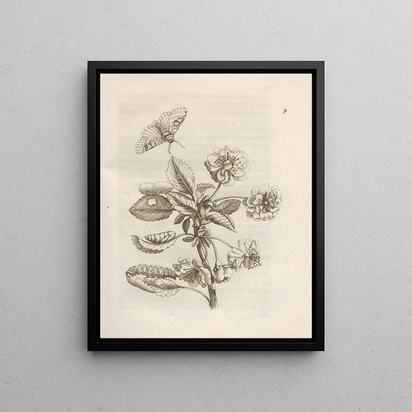 The Miraculous Transformation of Caterpillars and the Strange Food for Flowers Pl. 010 - Maria Sibylla Merian — framed artwork on a wall
