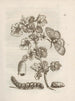The Miraculous Transformation of Caterpillars and the Strange Food for Flowers Pl. 011 - Maria Sibylla Merian — artwork view