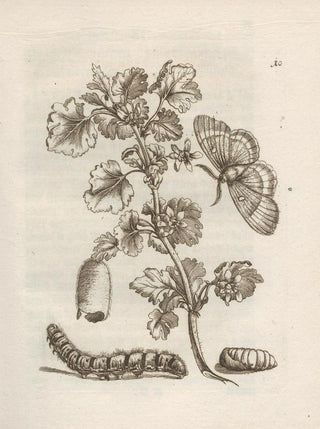 Maria Sibylla Merian - Der Raupen wunderbare Verwandelung und sonderbare BlumenNahrung Pl011.webp