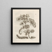 The Miraculous Transformation of Caterpillars and the Strange Food for Flowers Pl. 011 - Maria Sibylla Merian — framed artwork on a wall
