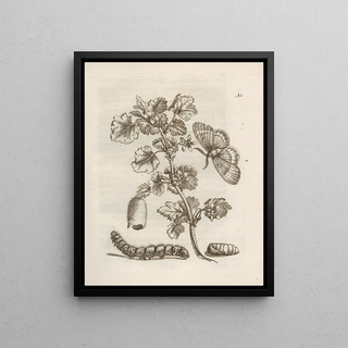 Maria Sibylla Merian - Der Raupen wunderbare Verwandelung und sonderbare BlumenNahrung Pl011.webp