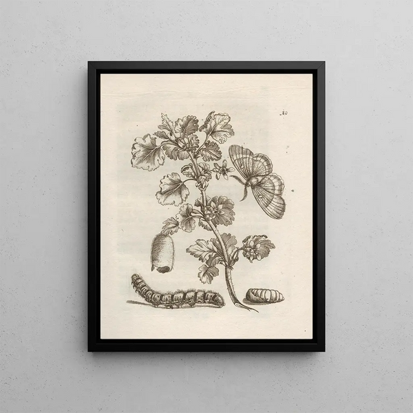 The Miraculous Transformation of Caterpillars and the Strange Food for Flowers Pl. 011 - Maria Sibylla Merian — framed artwork on a wall