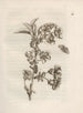 The Miraculous Transformation of Caterpillars and the Strange Food for Flowers Pl. 012 - Maria Sibylla Merian — artwork view