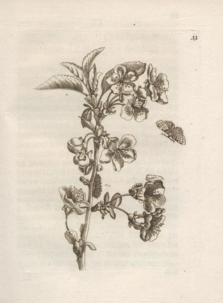 Maria Sibylla Merian - Der Raupen wunderbare Verwandelung und sonderbare BlumenNahrung Pl012.webp