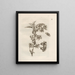 The Miraculous Transformation of Caterpillars and the Strange Food for Flowers Pl. 012 - Maria Sibylla Merian — framed artwork on a wall