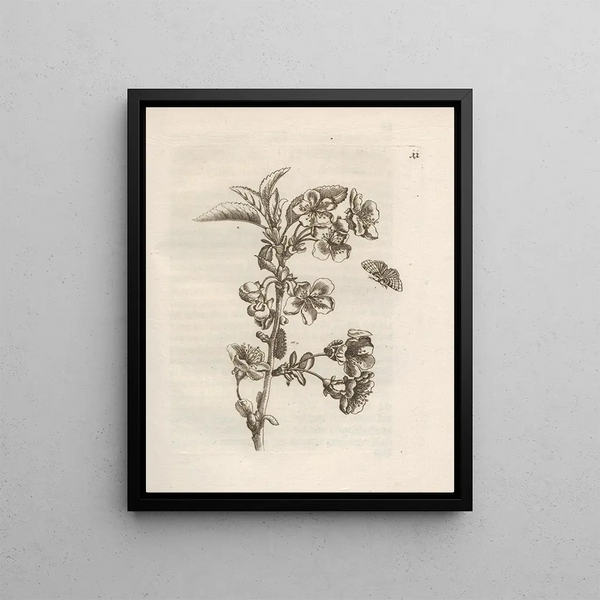The Miraculous Transformation of Caterpillars and the Strange Food for Flowers Pl. 012 - Maria Sibylla Merian — framed artwork on a wall