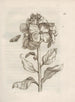 The Miraculous Transformation of Caterpillars and the Strange Food for Flowers Pl. 013 - Maria Sibylla Merian — artwork view