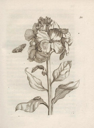 Maria Sibylla Merian - Der Raupen wunderbare Verwandelung und sonderbare BlumenNahrung Pl013.webp
