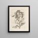 The Miraculous Transformation of Caterpillars and the Strange Food for Flowers Pl. 013 - Maria Sibylla Merian — framed artwork on a wall