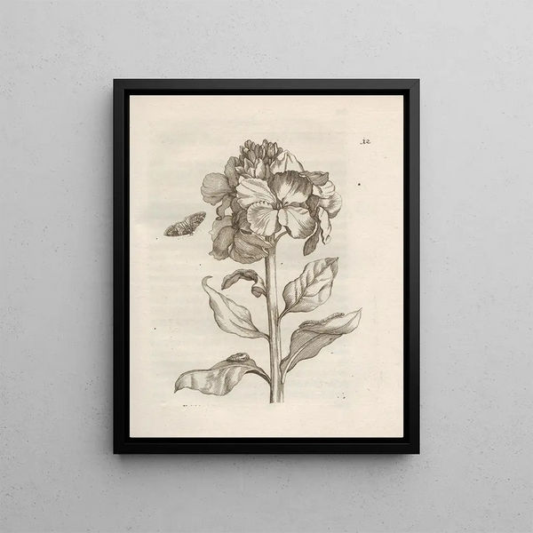 The Miraculous Transformation of Caterpillars and the Strange Food for Flowers Pl. 013 - Maria Sibylla Merian — framed artwork on a wall