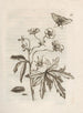 The Miraculous Transformation of Caterpillars and the Strange Food for Flowers Pl. 016 - Maria Sibylla Merian — artwork view