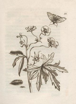 Maria Sibylla Merian - Der Raupen wunderbare Verwandelung und sonderbare BlumenNahrung Pl016.webp