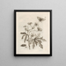 The Miraculous Transformation of Caterpillars and the Strange Food for Flowers Pl. 016 - Maria Sibylla Merian — framed artwork on a wall