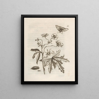 Maria Sibylla Merian - Der Raupen wunderbare Verwandelung und sonderbare BlumenNahrung Pl016.webp