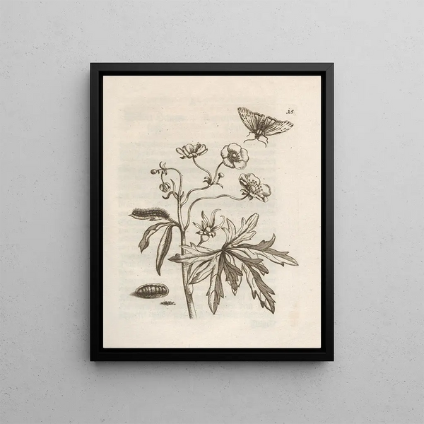 The Miraculous Transformation of Caterpillars and the Strange Food for Flowers Pl. 016 - Maria Sibylla Merian — framed artwork on a wall